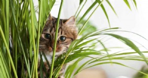 ペットに安全な観葉植物:自宅で美しく手入れが簡単な 13 のオプション 