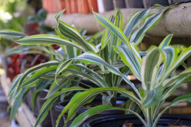 ペットに安全な観葉植物:自宅で美しく手入れが簡単な 13 のオプション 