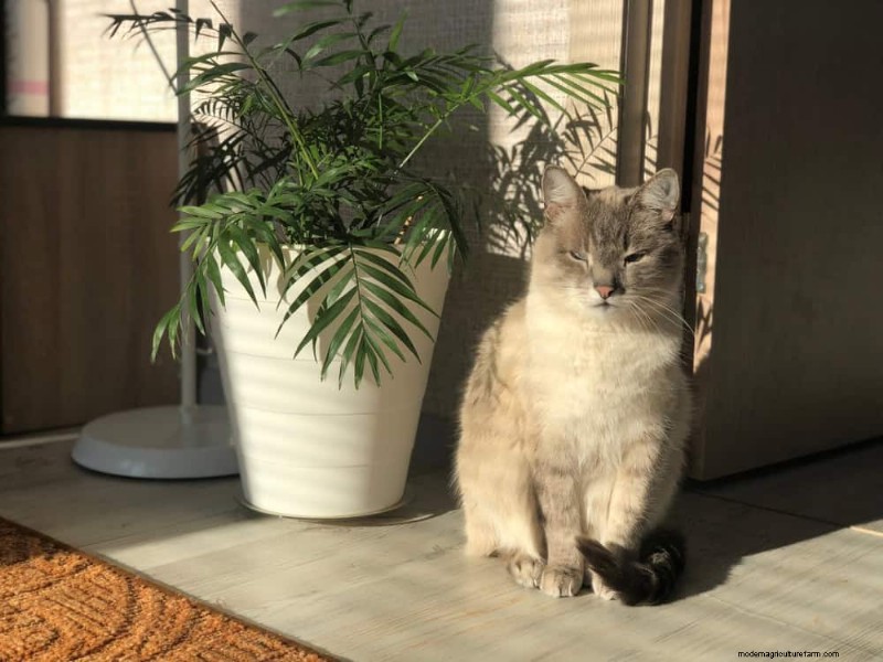 ペットに安全な観葉植物:自宅で美しく手入れが簡単な 13 のオプション 