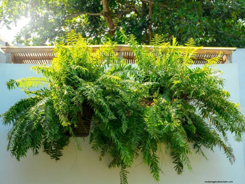 ペットに安全な観葉植物:自宅で美しく手入れが簡単な 13 のオプション 