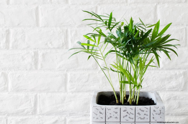 ペットに安全な観葉植物:自宅で美しく手入れが簡単な 13 のオプション 