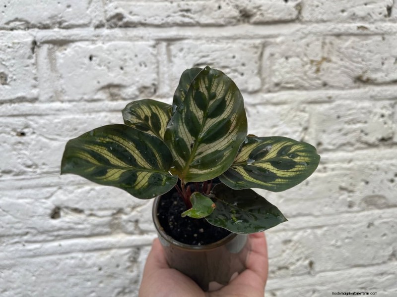 ペットに安全な観葉植物:自宅で美しく手入れが簡単な 13 のオプション 