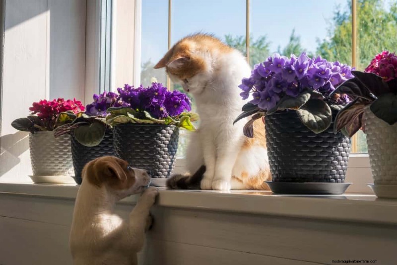 ペットに安全な観葉植物:自宅で美しく手入れが簡単な 13 のオプション 
