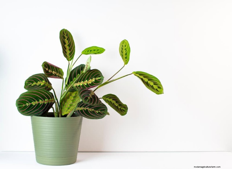 ペットに安全な観葉植物:自宅で美しく手入れが簡単な 13 のオプション 