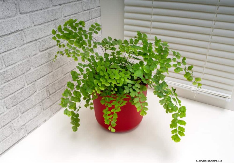 ペットに安全な観葉植物:自宅で美しく手入れが簡単な 13 のオプション 