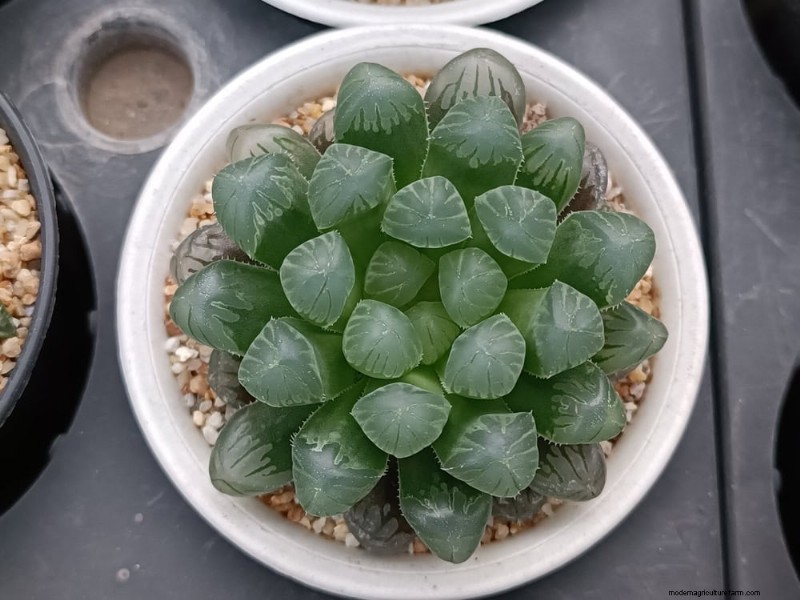 ペットに安全な観葉植物:自宅で美しく手入れが簡単な 13 のオプション 