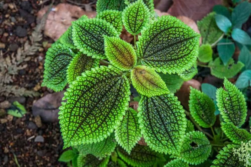 ペットに安全な観葉植物:自宅で美しく手入れが簡単な 13 のオプション 