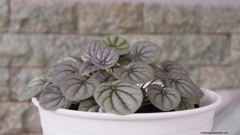 ペットに安全な観葉植物:自宅で美しく手入れが簡単な 13 のオプション 