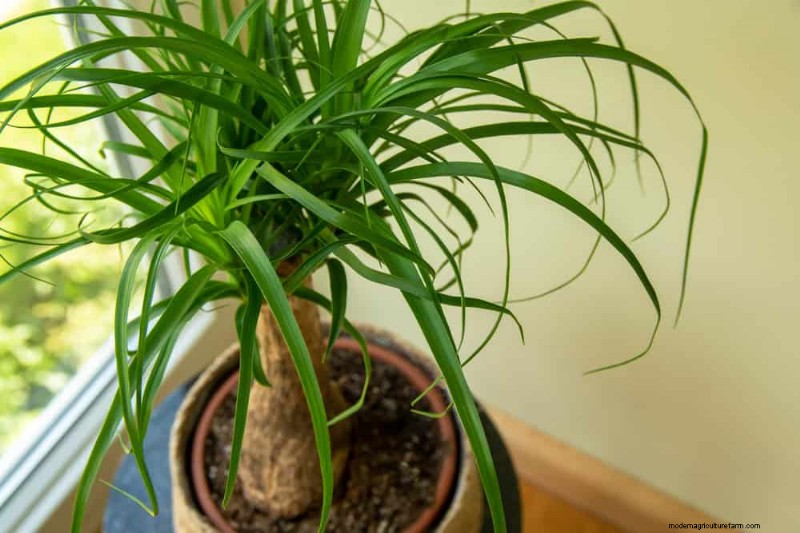 ペットに安全な観葉植物:自宅で美しく手入れが簡単な 13 のオプション 
