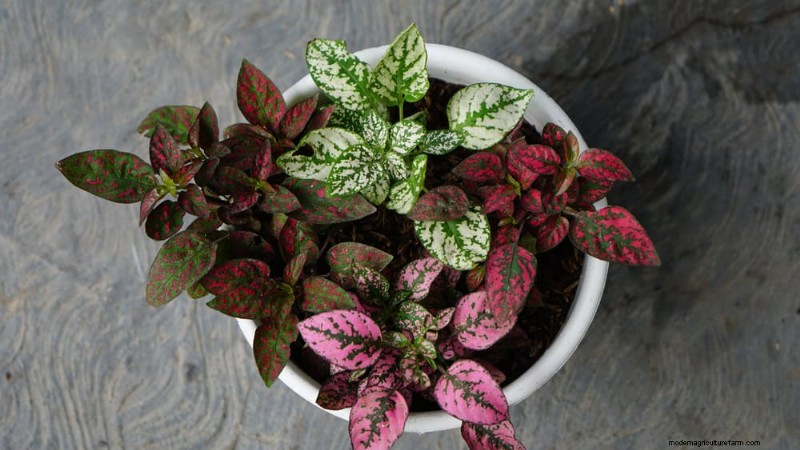 ペットに安全な観葉植物:自宅で美しく手入れが簡単な 13 のオプション 