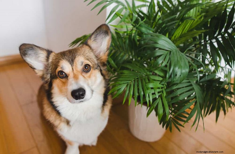 ペットに安全な観葉植物:自宅で美しく手入れが簡単な 13 のオプション 