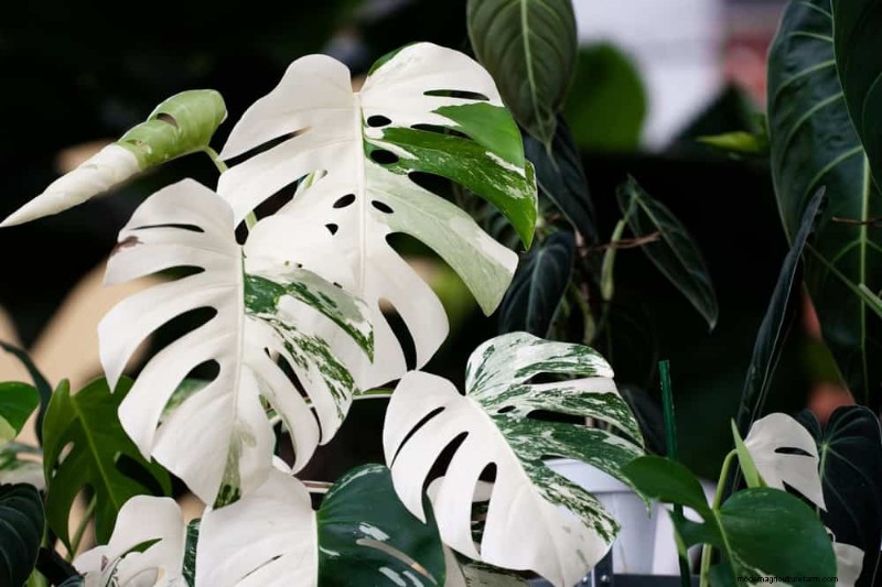 Monstera-Pflege:7 Expertentipps für blühende Pflanzen 