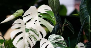 Monstera-Pflege:7 Expertentipps für blühende Pflanzen 