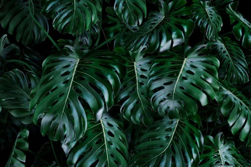 Monstera-Pflege:7 Expertentipps für blühende Pflanzen 