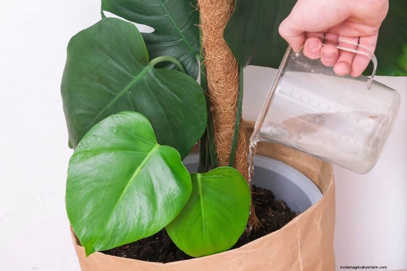 Monstera-Pflege:7 Expertentipps für blühende Pflanzen 