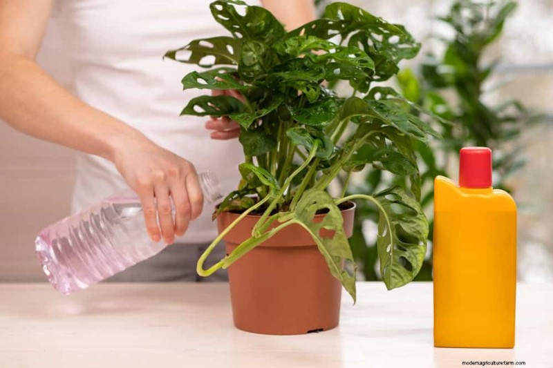 Monstera-Pflege:7 Expertentipps für blühende Pflanzen 