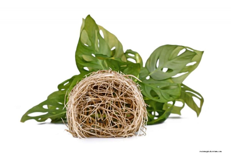 Monstera-Pflege:7 Expertentipps für blühende Pflanzen 