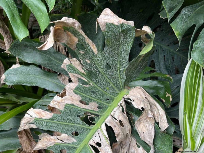 Monstera-Pflege:7 Expertentipps für blühende Pflanzen 