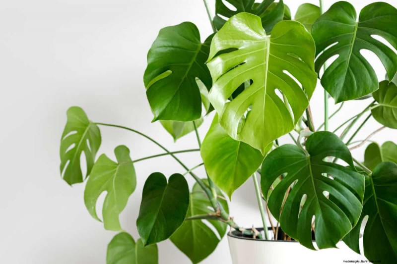 Monstera-Pflege:7 Expertentipps für blühende Pflanzen 