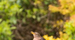 Trek vogels aan:doe-het-zelf-vogelbadprojecten voor uw tuin 