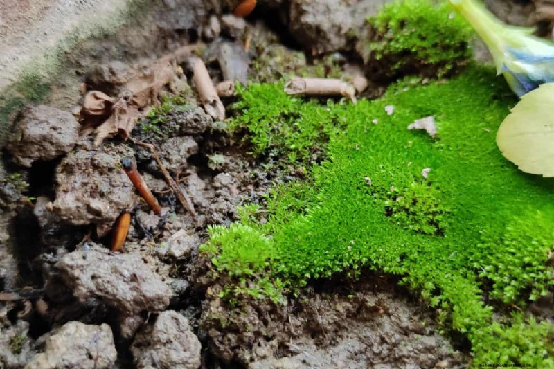 Groene grond in de tuin:oorzaken, oplossingen en preventie 