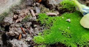 庭の緑土：原因、解決策、予防 