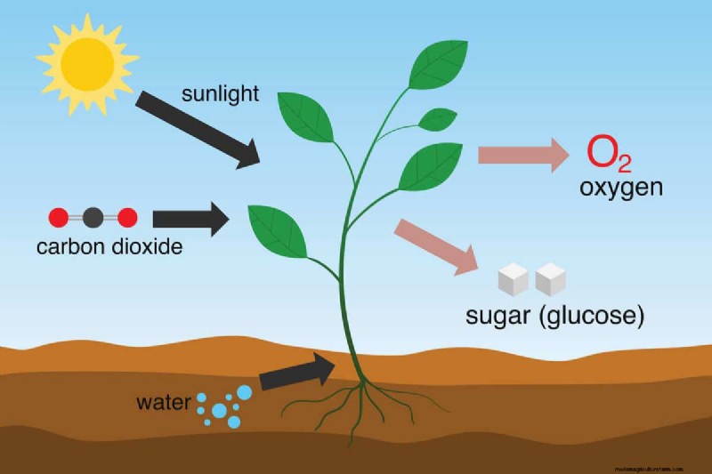 Groene grond in de tuin:oorzaken, oplossingen en preventie 