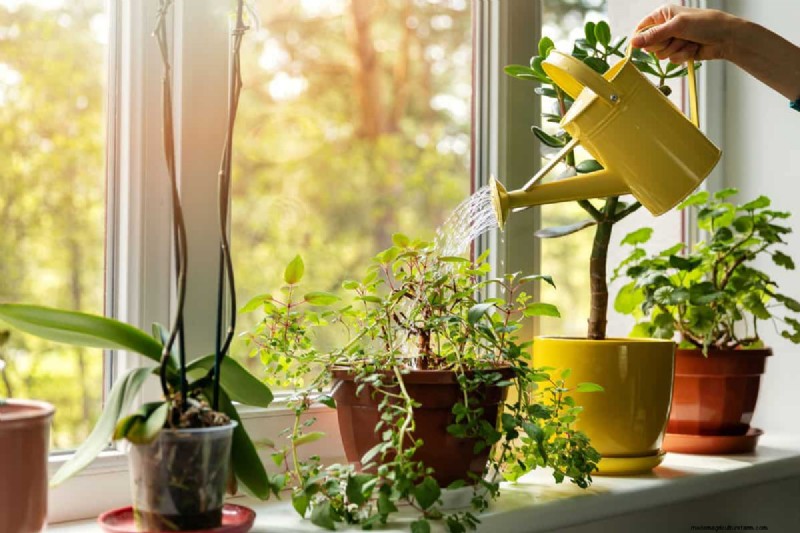 Groene grond in de tuin:oorzaken, oplossingen en preventie 