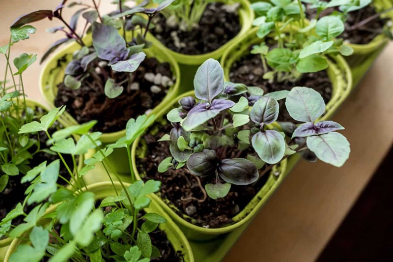 Groene grond in de tuin:oorzaken, oplossingen en preventie 