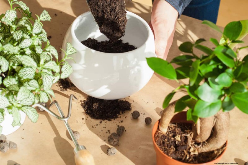 Groene grond in de tuin:oorzaken, oplossingen en preventie 