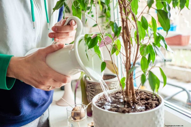 Groene grond in de tuin:oorzaken, oplossingen en preventie 