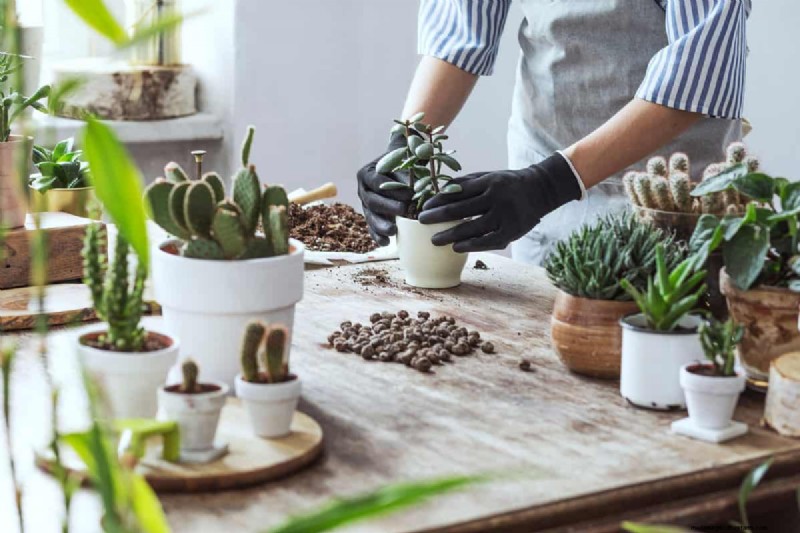 Groene grond in de tuin:oorzaken, oplossingen en preventie 
