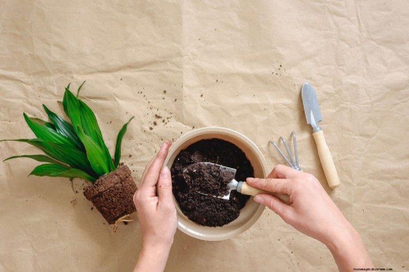 Groene grond in de tuin:oorzaken, oplossingen en preventie 