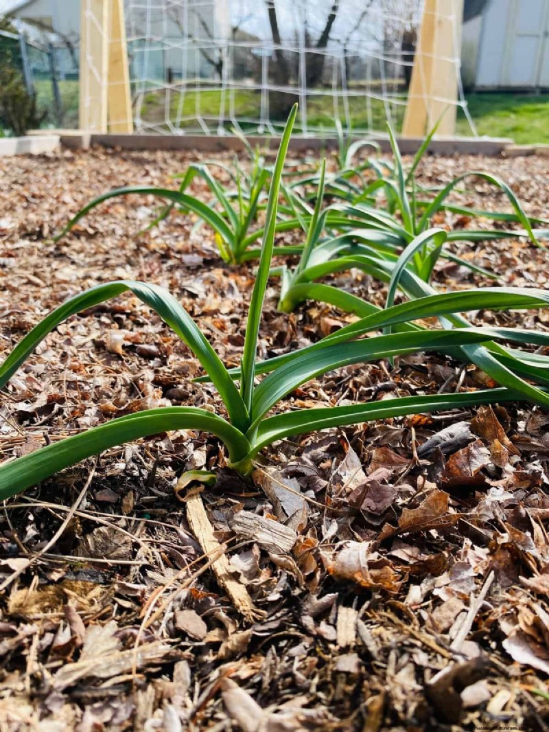 Machen Sie Ihren Garten winterfest:Ein Leitfaden zum Mulchen im Herbst zum Pflanzenschutz 