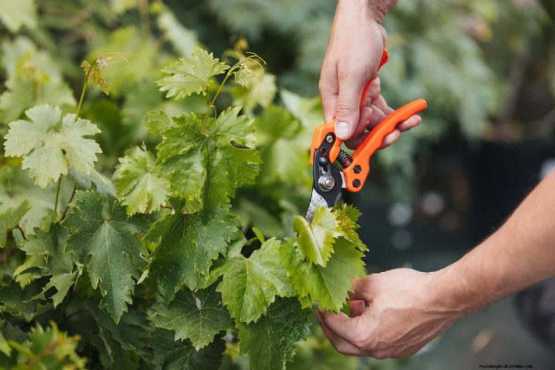 Unverzichtbare Gartengeräte für den Herbst:Bereiten Sie Ihren Garten auf den Winter vor 