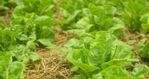 収穫を延長する:秋の菜園を成功させるための 6 つのヒント 
