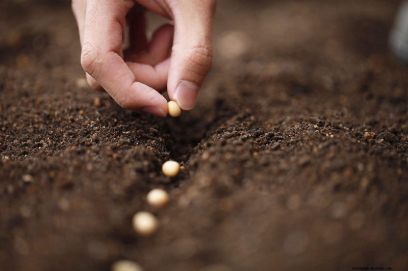 Prolunga il tuo raccolto:6 consigli per un orto autunnale di successo 