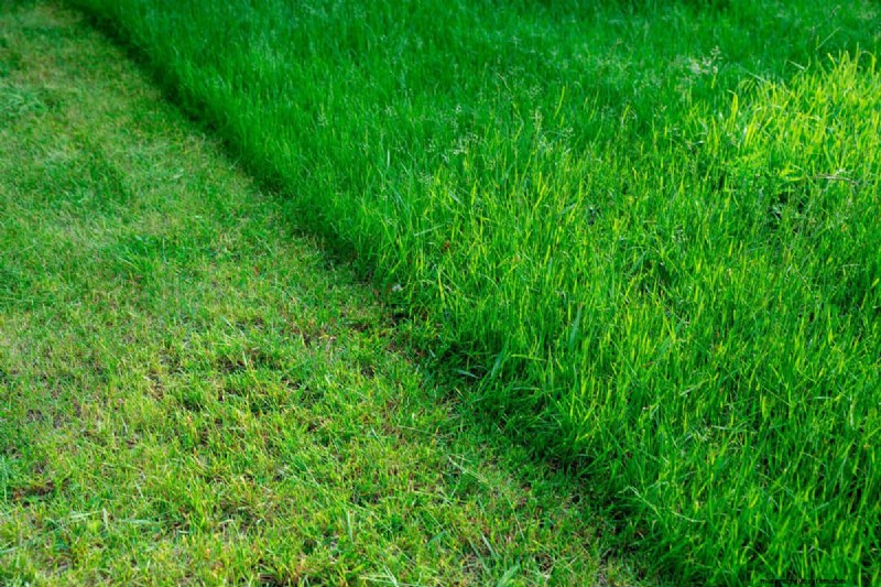 Rasenentwässerung im Herbst:Ursachen, Lösungen und Vorbeugung 