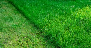 秋の芝生の排水：原因、解決策、予防 