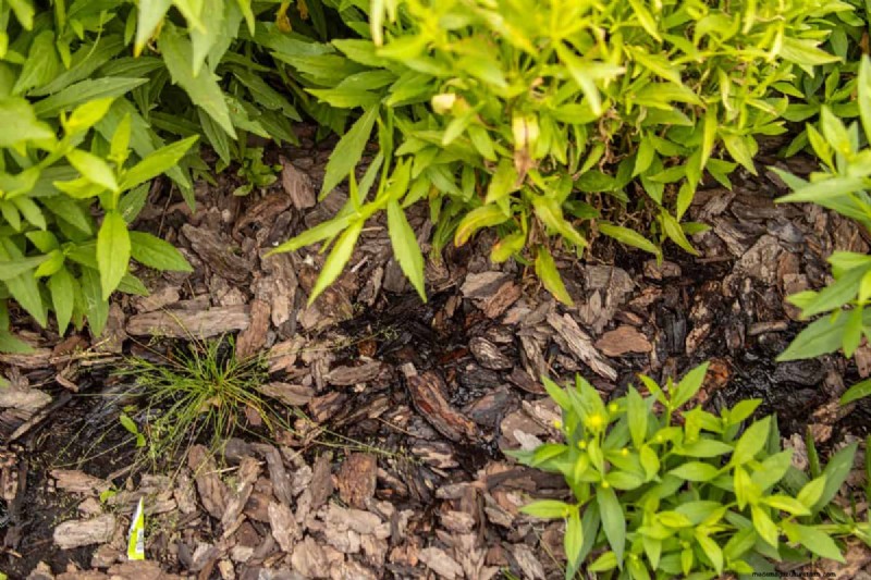Bescherm uw tuin:10 herfstgrondhacks om vorstschade te voorkomen 