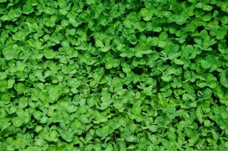 Bescherm uw tuin:10 herfstgrondhacks om vorstschade te voorkomen 