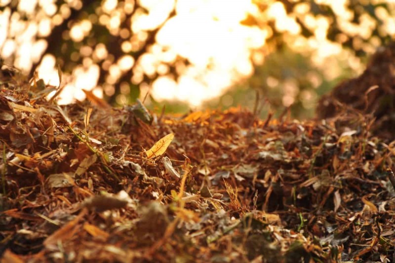 Composteren van herfstbladeren:een complete gids voor bodemverrijking 