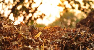 Kompostierung von Herbstblättern:Ein vollständiger Leitfaden zur Bodenanreicherung 