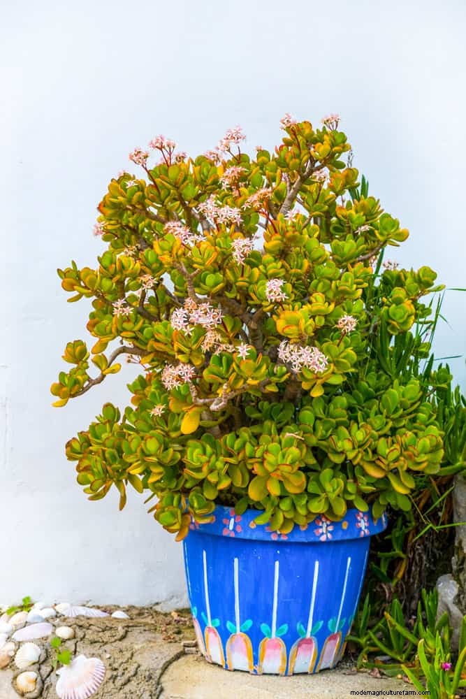 Zwarte peper voor jadeplanten:stimuleer groei en gezondheid | Deskundige tuiniertips 