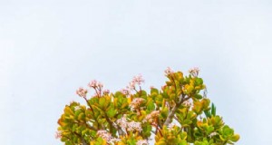 翡翠の植物に黒胡椒:成長と健康を促進 |専門家によるガーデニングのヒント 