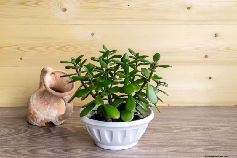 Zwarte peper voor jadeplanten:stimuleer groei en gezondheid | Deskundige tuiniertips 