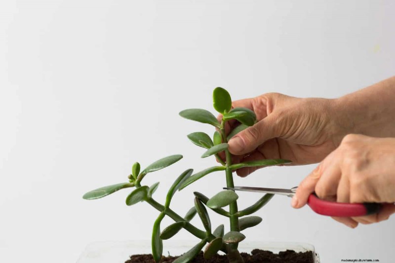 Zwarte peper voor jadeplanten:stimuleer groei en gezondheid | Deskundige tuiniertips 