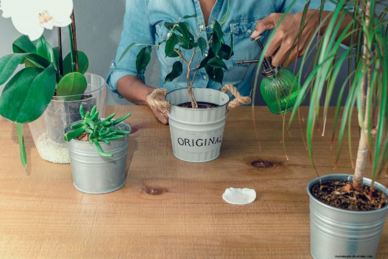 Zwarte peper voor jadeplanten:stimuleer groei en gezondheid | Deskundige tuiniertips 