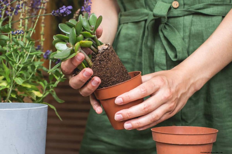 Zwarte peper voor jadeplanten:stimuleer groei en gezondheid | Deskundige tuiniertips 