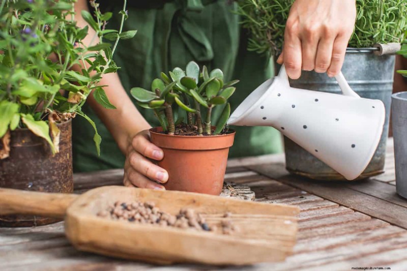 Zwarte peper voor jadeplanten:stimuleer groei en gezondheid | Deskundige tuiniertips 
